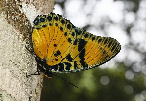 Charaxes fournierae kigeziensis female UNS